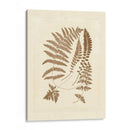 Sepia Ferns Ii - Vision Studio | Cuadro decorativo de Canvas Lab
