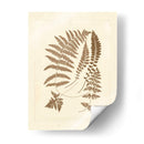 Sepia Ferns Ii - Vision Studio | Cuadro decorativo de Canvas Lab