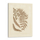 Sepia Ferns Iii - Vision Studio | Cuadro decorativo de Canvas Lab