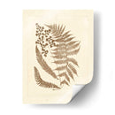 Sepia Ferns Iii - Vision Studio | Cuadro decorativo de Canvas Lab