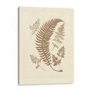 Sepia Ferns Iv - Vision Studio | Cuadro decorativo de Canvas Lab
