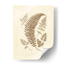 Sepia Ferns Iv - Vision Studio | Cuadro decorativo de Canvas Lab