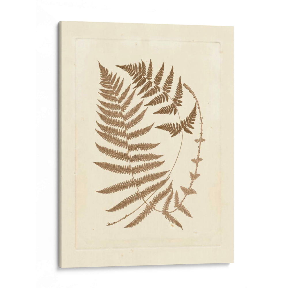 Sepia Helechos V - Vision Studio | Cuadro decorativo de Canvas Lab