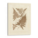 Sepia Ferns Vi - Vision Studio | Cuadro decorativo de Canvas Lab