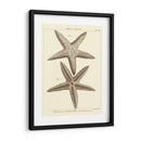 Sorprendente Estrella De Mar I - Vision Studio | Cuadro decorativo de Canvas Lab