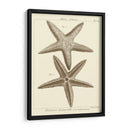 Sorprendente Estrella De Mar I - Vision Studio | Cuadro decorativo de Canvas Lab