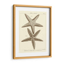 Sorprendente Estrella De Mar I - Vision Studio | Cuadro decorativo de Canvas Lab