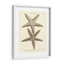Sorprendente Estrella De Mar I - Vision Studio | Cuadro decorativo de Canvas Lab
