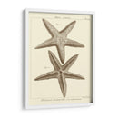 Sorprendente Estrella De Mar I - Vision Studio | Cuadro decorativo de Canvas Lab
