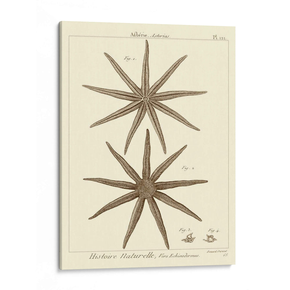 Sorprendente Estrella Iii - Vision Studio | Cuadro decorativo de Canvas Lab