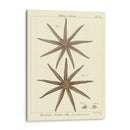 Sorprendente Estrella Iii - Vision Studio | Cuadro decorativo de Canvas Lab