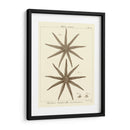 Sorprendente Estrella Iii - Vision Studio | Cuadro decorativo de Canvas Lab