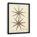 Sorprendente Estrella Iii - Vision Studio | Cuadro decorativo de Canvas Lab