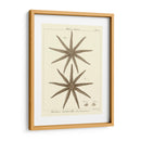 Sorprendente Estrella Iii - Vision Studio | Cuadro decorativo de Canvas Lab