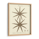 Sorprendente Estrella Iii - Vision Studio | Cuadro decorativo de Canvas Lab