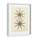 Sorprendente Estrella Iii - Vision Studio | Cuadro decorativo de Canvas Lab
