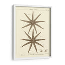 Sorprendente Estrella Iii - Vision Studio | Cuadro decorativo de Canvas Lab