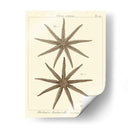Sorprendente Estrella Iii - Vision Studio | Cuadro decorativo de Canvas Lab