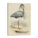 Antiguo Heron Iv | Cuadro decorativo de Canvas Lab
