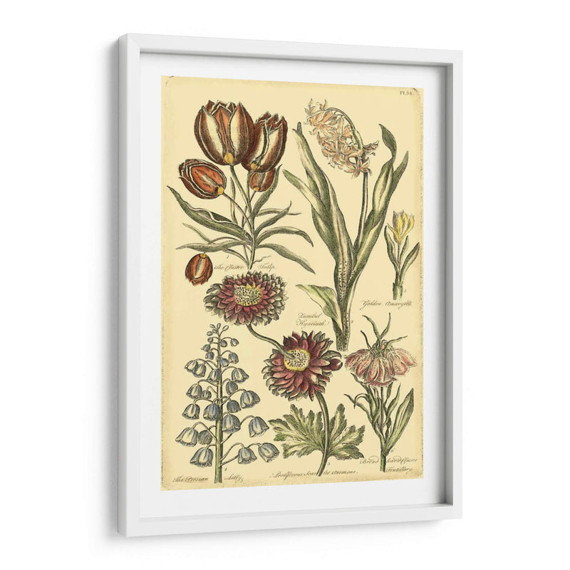 Bounty Ii Floral - Vision Studio | Cuadro decorativo de Canvas Lab