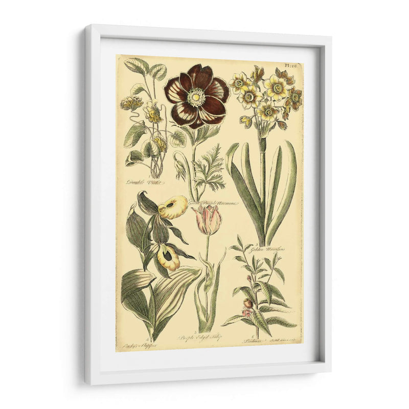 Bounty Iii Floral - Vision Studio | Cuadro decorativo de Canvas Lab