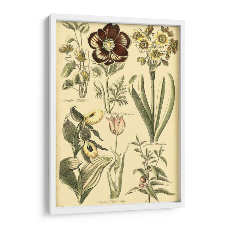 Bounty Iii Floral - Vision Studio | Cuadro decorativo de Canvas Lab