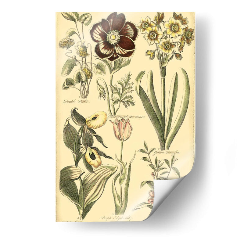 Bounty Iii Floral - Vision Studio | Cuadro decorativo de Canvas Lab