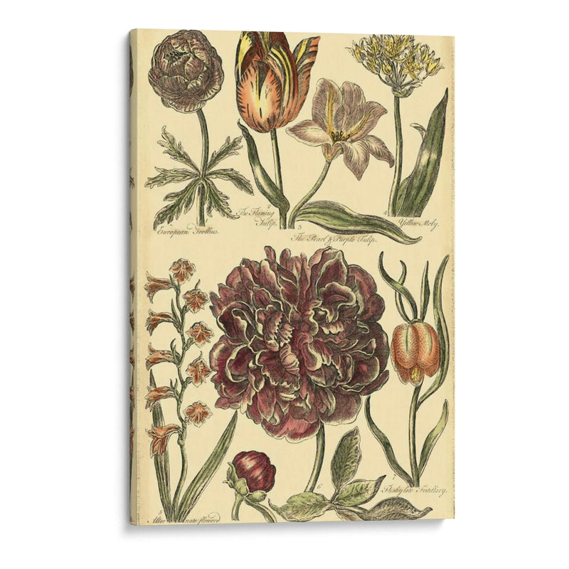 Bounty V Floral V - Vision Studio | Cuadro decorativo de Canvas Lab