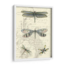 Dragonfly Delight Ii - Vision Studio | Cuadro decorativo de Canvas Lab