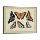 Bookplate Butterflies Trio I - Vision Studio | Cuadro decorativo de Canvas Lab
