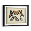 Bookplate Butterflies Trio I - Vision Studio | Cuadro decorativo de Canvas Lab