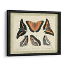 Bookplate Butterflies Trio I - Vision Studio | Cuadro decorativo de Canvas Lab
