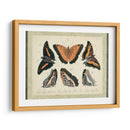 Bookplate Butterflies Trio I - Vision Studio | Cuadro decorativo de Canvas Lab