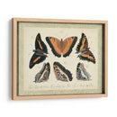 Bookplate Butterflies Trio I - Vision Studio | Cuadro decorativo de Canvas Lab