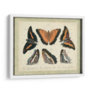 Bookplate Butterflies Trio I - Vision Studio | Cuadro decorativo de Canvas Lab