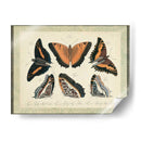 Bookplate Butterflies Trio I - Vision Studio | Cuadro decorativo de Canvas Lab