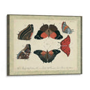 Bookplate Butterflies Trio Ii - Vision Studio | Cuadro decorativo de Canvas Lab