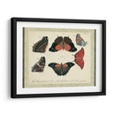 Bookplate Butterflies Trio Ii - Vision Studio | Cuadro decorativo de Canvas Lab