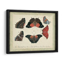 Bookplate Butterflies Trio Ii - Vision Studio | Cuadro decorativo de Canvas Lab
