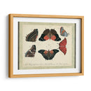 Bookplate Butterflies Trio Ii - Vision Studio | Cuadro decorativo de Canvas Lab