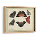 Bookplate Butterflies Trio Ii - Vision Studio | Cuadro decorativo de Canvas Lab