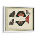 Bookplate Butterflies Trio Ii - Vision Studio | Cuadro decorativo de Canvas Lab