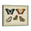 Bookplate Butterflies Trio Iii - Vision Studio | Cuadro decorativo de Canvas Lab