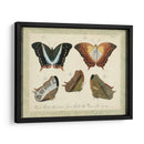 Bookplate Butterflies Trio Iii - Vision Studio | Cuadro decorativo de Canvas Lab