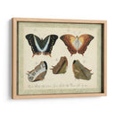 Bookplate Butterflies Trio Iii - Vision Studio | Cuadro decorativo de Canvas Lab