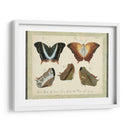 Bookplate Butterflies Trio Iii - Vision Studio | Cuadro decorativo de Canvas Lab