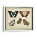 Bookplate Butterflies Trio Iii - Vision Studio | Cuadro decorativo de Canvas Lab