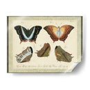 Bookplate Butterflies Trio Iii - Vision Studio | Cuadro decorativo de Canvas Lab