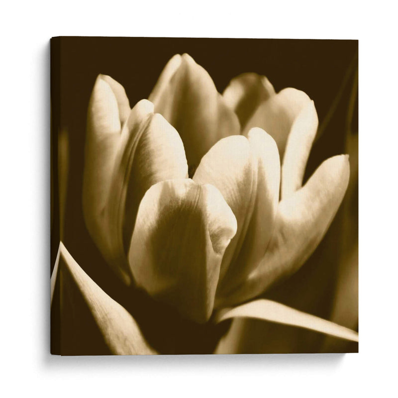 Sepia Tulipio I - Renee W. Stramel | Cuadro decorativo de Canvas Lab