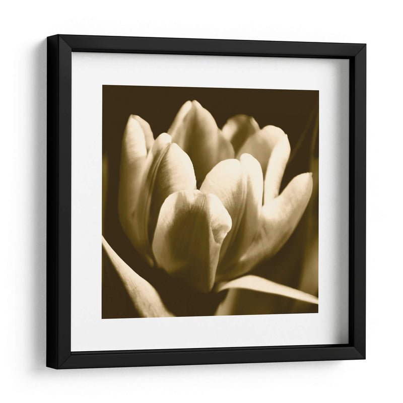 Sepia Tulipio I - Renee W. Stramel | Cuadro decorativo de Canvas Lab